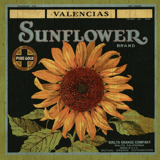 california-sunflower
